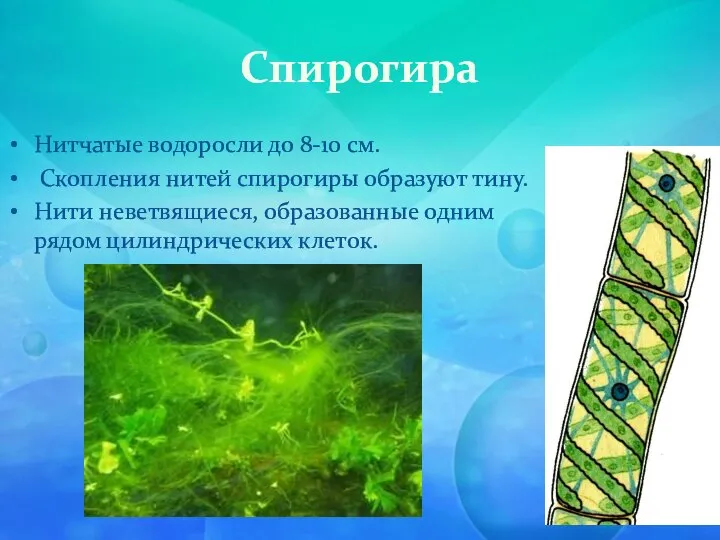 Спирогира Нитчатые водоросли до 8-10 см. Скопления нитей спирогиры образуют тину.