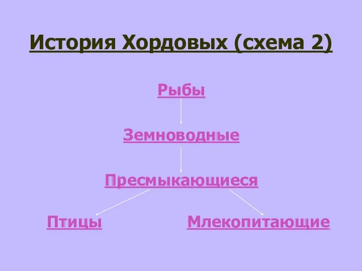 История Хордовых (схема 2) Рыбы Земноводные Пресмыкающиеся Птицы Млекопитающие