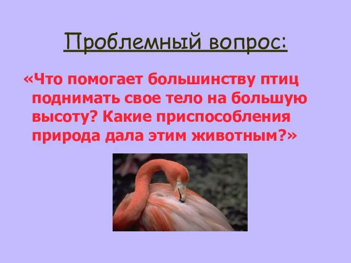 Проблемный вопрос: «Что помогает большинству птиц поднимать свое тело на большую