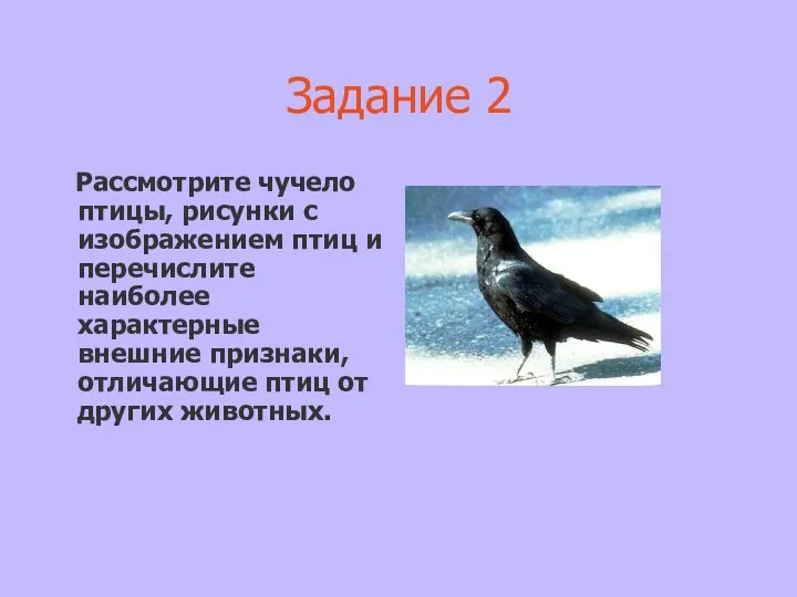 Задание 2 Рассмотрите чучело птицы, рисунки с изображением птиц и перечислите