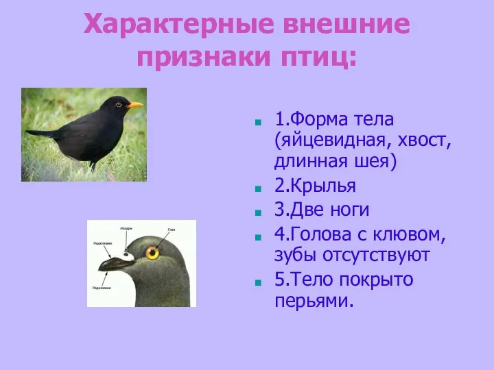 Характерные внешние признаки птиц: 1.Форма тела (яйцевидная, хвост, длинная шея) 2.Крылья