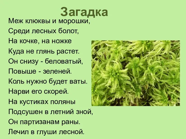 Загадка Меж клюквы и морошки, Среди лесных болот, На кочке, на