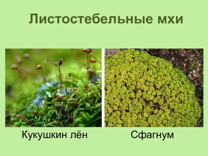 Листостебельные мхи Кукушкин лён Сфагнум