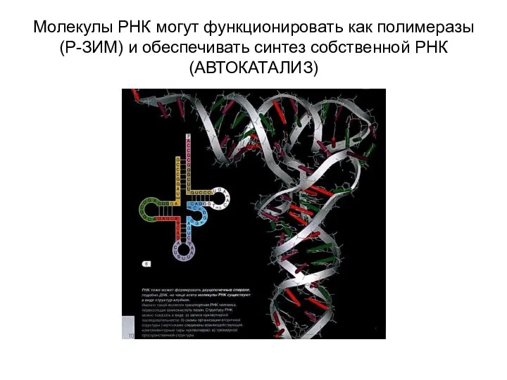 Молекулы РНК могут функционировать как полимеразы (Р-ЗИМ) и обеспечивать синтез собственной РНК (АВТОКАТАЛИЗ)