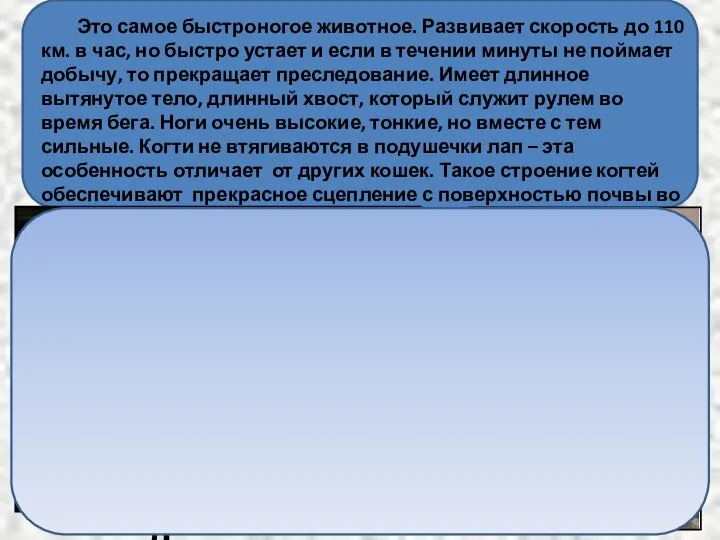 Это самое быстроногое животное. Развивает скорость до 110 км. в час,