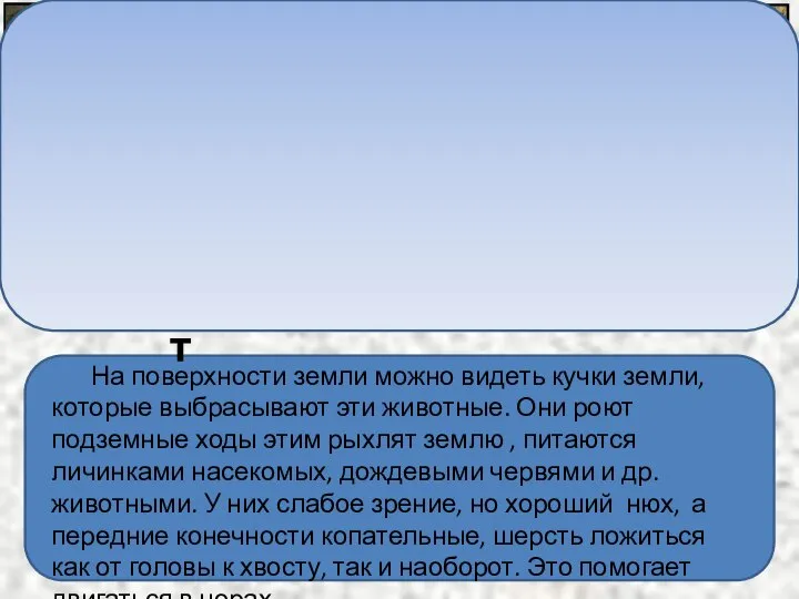 На поверхности земли можно видеть кучки земли, которые выбрасывают эти животные.