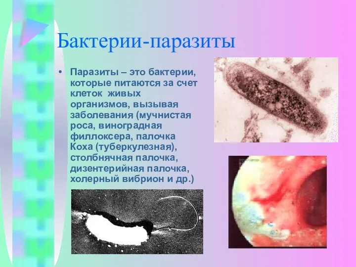 Бактерии-паразиты Паразиты – это бактерии, которые питаются за счет клеток живых