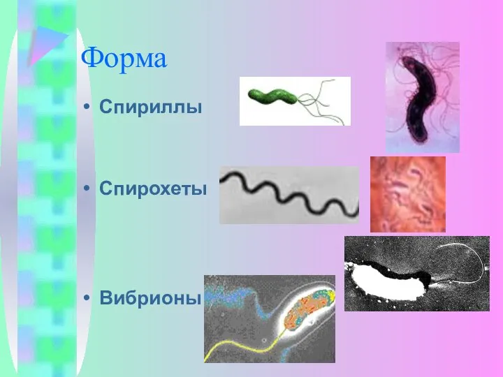 Форма Спириллы Спирохеты Вибрионы