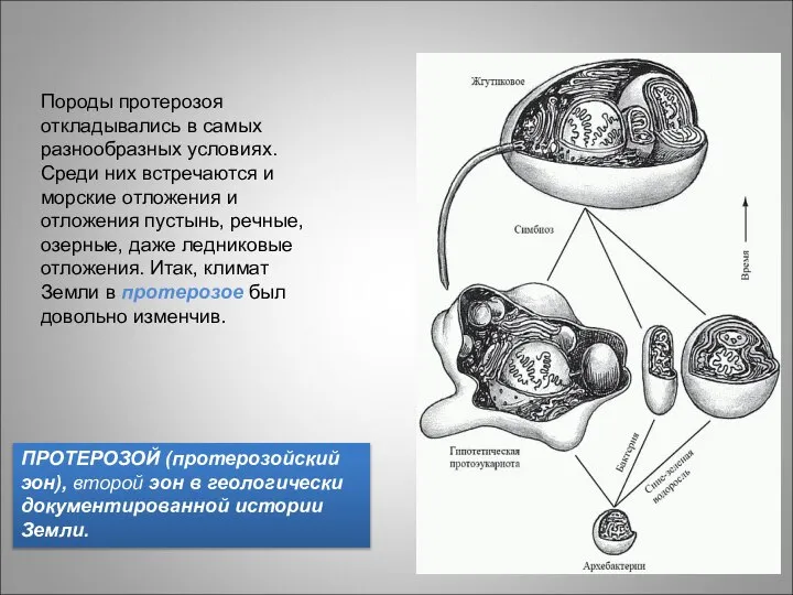 Породы протерозоя откладывались в самых разнообразных условиях. Среди них встречаются и