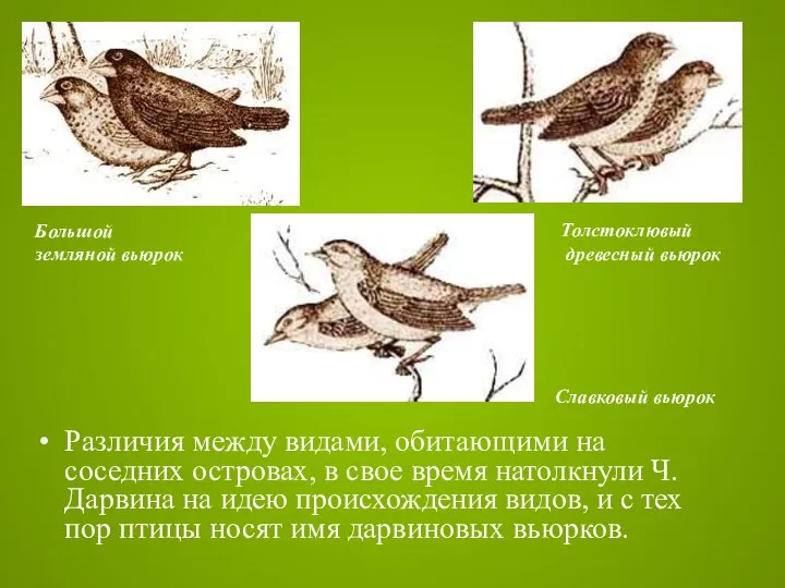 Различия между видами, обитающими на соседних островах, в свое время натолкнули