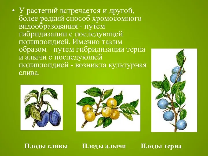 У растений встречается и другой, более редкий способ хромосомного видообразования -