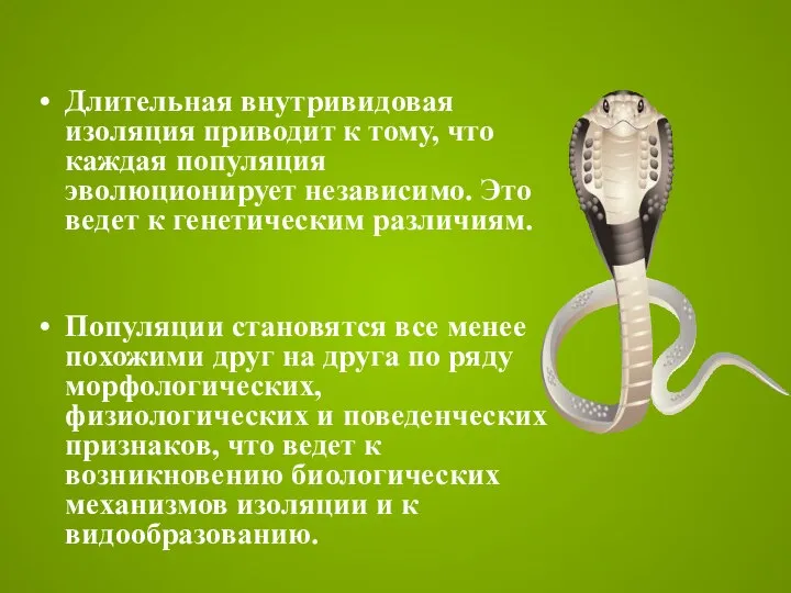 Длительная внутривидовая изоляция приводит к тому, что каждая популяция эволюционирует независимо.