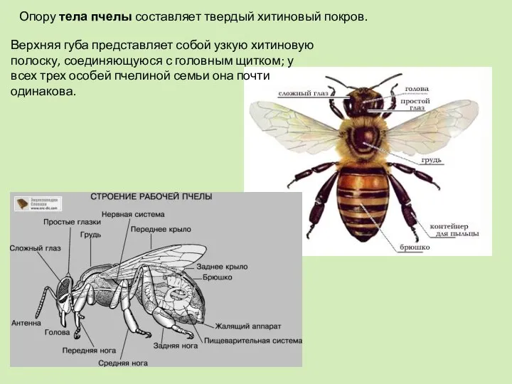 Опору тела пчелы составляет твердый хитиновый покров. Верхняя губа представляет собой