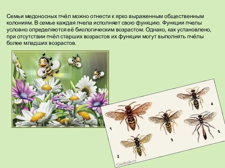 Семьи медоносных пчёл можно отнести к ярко выраженным общественным колониям. В