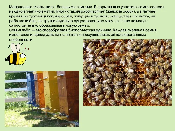 Медоносные пчёлы живут большими семьями. В нормальных условиях семья состоит из