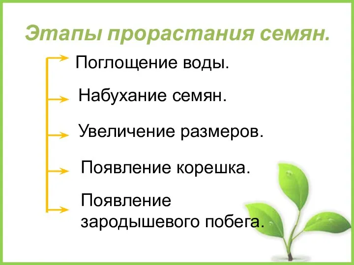 Этапы прорастания семян. Поглощение воды. Набухание семян. Увеличение размеров. Появление корешка. Появление зародышевого побега.