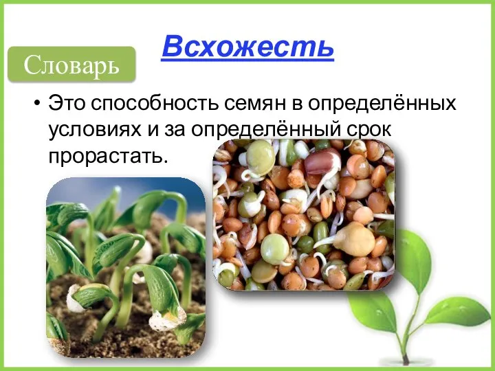 Всхожесть Это способность семян в определённых условиях и за определённый срок прорастать. Словарь