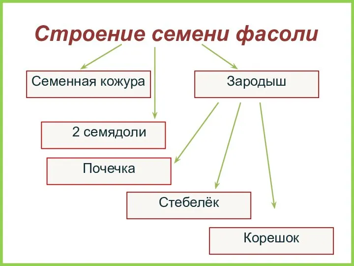 Семенная кожура Строение семени фасоли Корешок Стебелёк 2 семядоли Зародыш Почечка