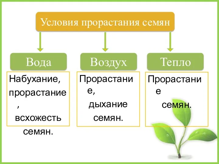 Набухание, прорастание, всхожесть семян. Условия прорастания семян Тепло Вода Воздух Прорастание семян. Прорастание, дыхание семян.