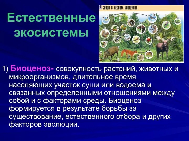 Естественные экосистемы 1) Биоценоз- совокупность растений, животных и микроорганизмов, длительное время