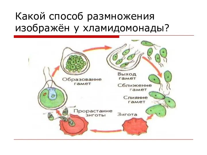 Какой способ размножения изображён у хламидомонады?