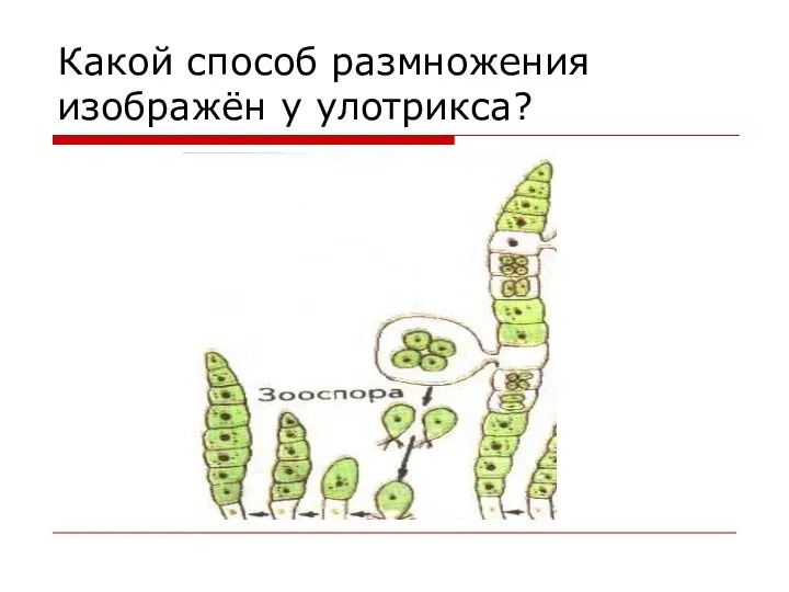 Какой способ размножения изображён у улотрикса?