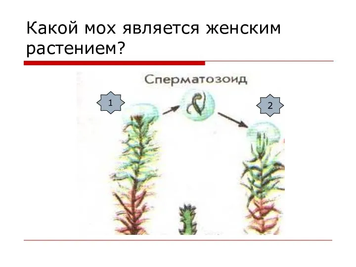 Какой мох является женским растением? 1 2