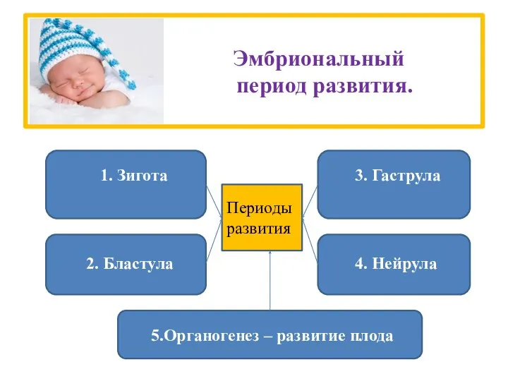 Эмбриональный период развития. 1. Зигота 2. Бластула 3. Гаструла 4. Нейрула