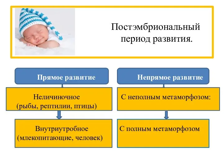 Постэмбриональный период развития. Прямое развитие Непрямое развитие Неличиночное (рыбы, рептилии, птицы)