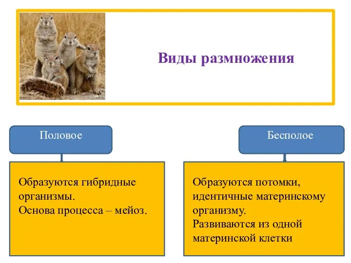 Виды размножения Половое Бесполое Образуются потомки, идентичные материнскому организму. Развиваются из