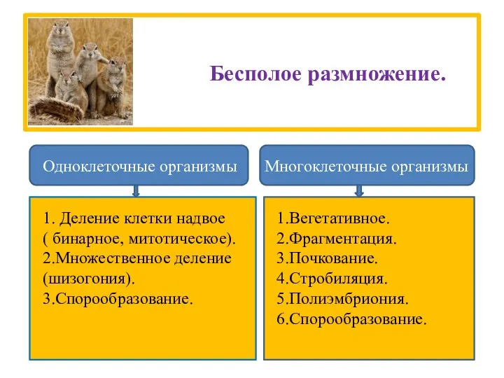 Бесполое размножение. Одноклеточные организмы Многоклеточные организмы 1. Деление клетки надвое (