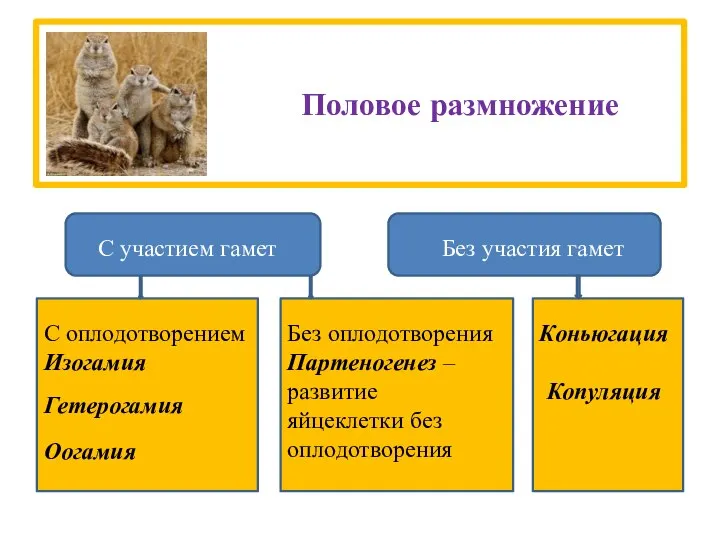 Половое размножение С участием гамет Без участия гамет Коньюгация Копуляция С