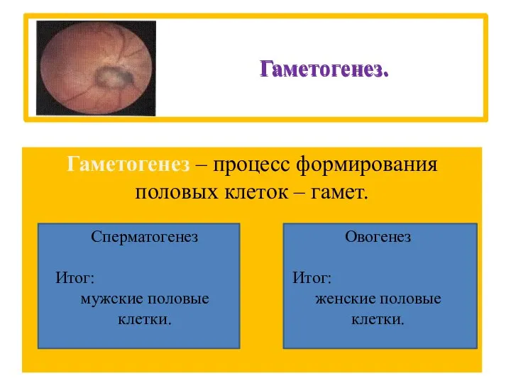 Гаметогенез. Гаметогенез – процесс формирования половых клеток – гамет. Сперматогенез Итог: