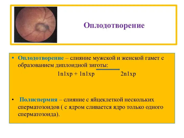 Оплодотворение Оплодотворение – слияние мужской и женской гамет с образованием диплоидной