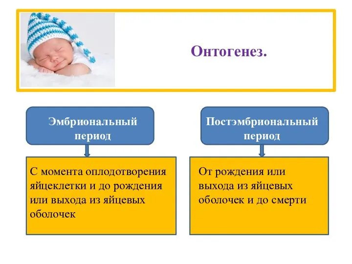 Онтогенез. Эмбриональный период Постэмбриональный период С момента оплодотворения яйцеклетки и до