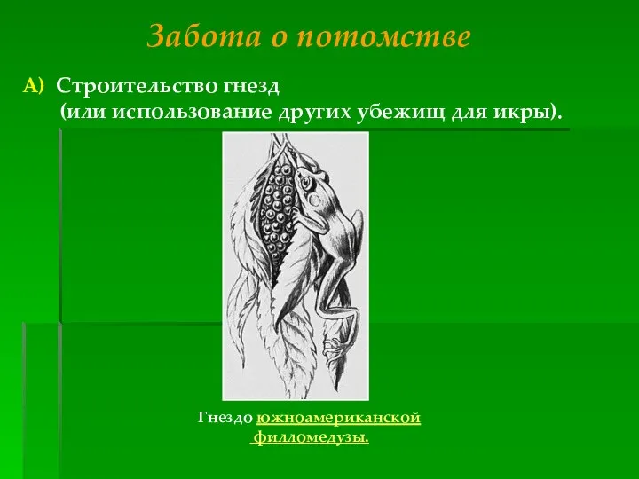 Забота о потомстве А) Строительство гнезд (или использование других убежищ для икры). Гнездо южноамериканской филломедузы.