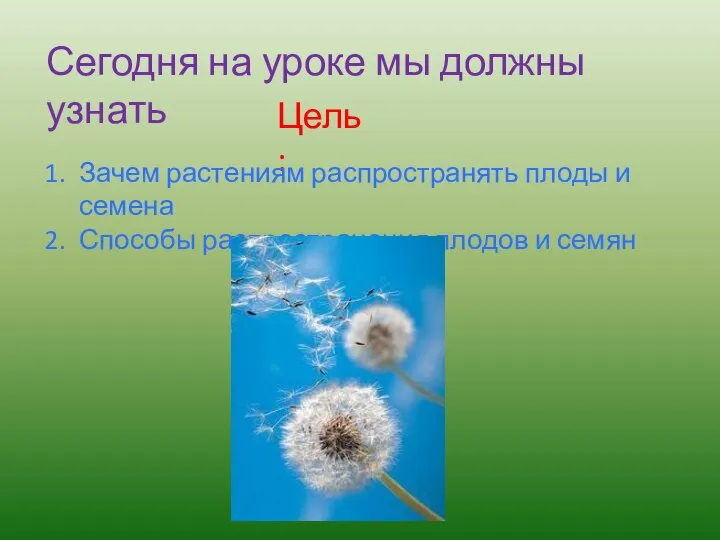 Сегодня на уроке мы должны узнать Цель: Зачем растениям распространять плоды