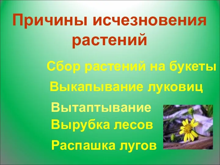 Причины исчезновения растений Вырубка лесов Сбор растений на букеты Выкапывание луковиц Вытаптывание Распашка лугов