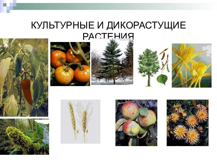 КУЛЬТУРНЫЕ И ДИКОРАСТУЩИЕ РАСТЕНИЯ