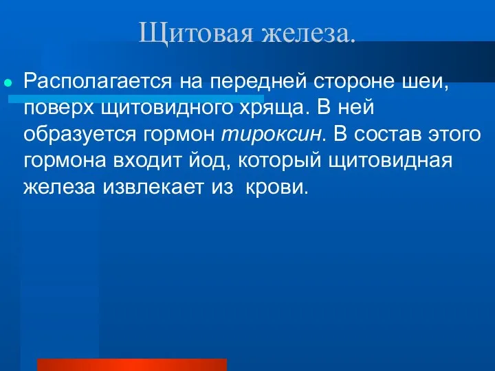 Щитовая железа. Располагается на передней стороне шеи, поверх щитовидного хряща. В