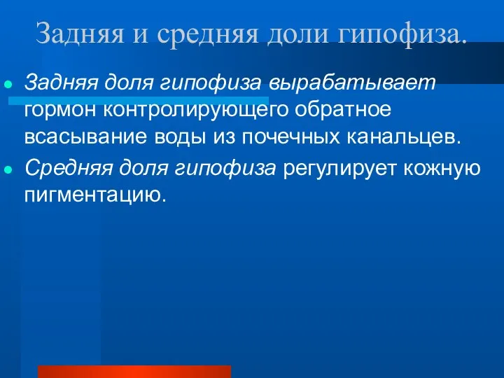 Задняя и средняя доли гипофиза. Задняя доля гипофиза вырабатывает гормон контролирующего