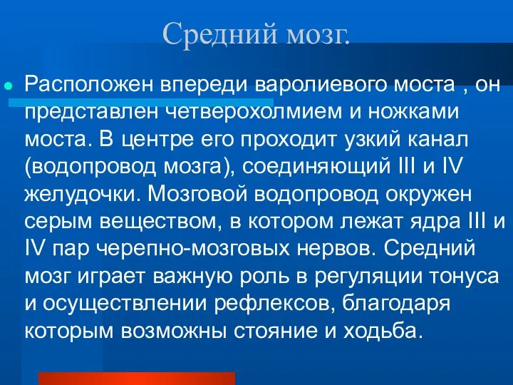 Средний мозг. Расположен впереди варолиевого моста , он представлен четверохолмием и