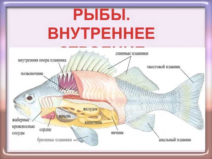 Презентация на тему Рыбы, внутреннее строение