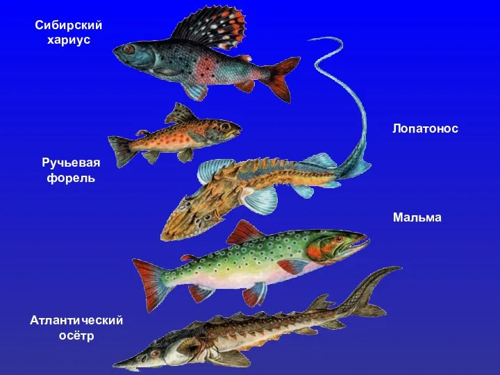 Сибирский хариус Ручьевая форель Лопатонос Мальма Атлантический осётр