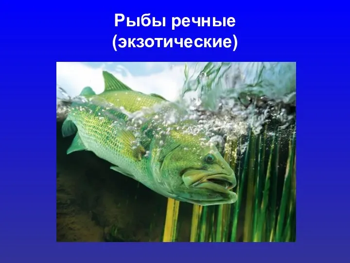 Рыбы речные (экзотические)