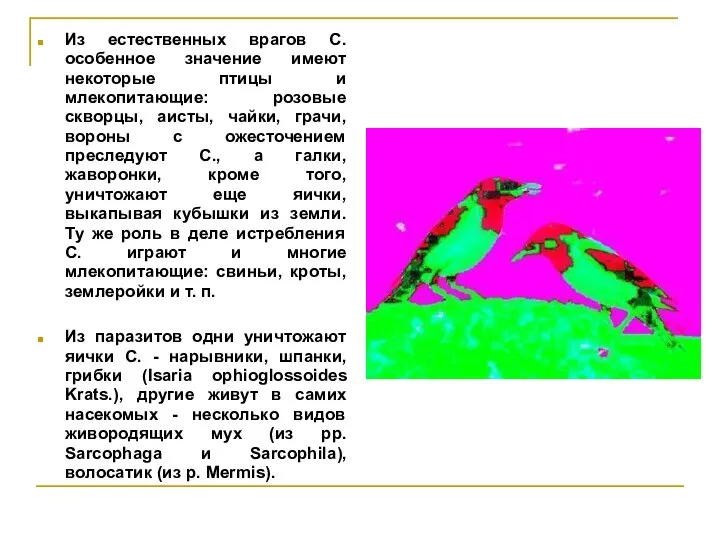 Из естественных врагов С. особенное значение имеют некоторые птицы и млекопитающие: