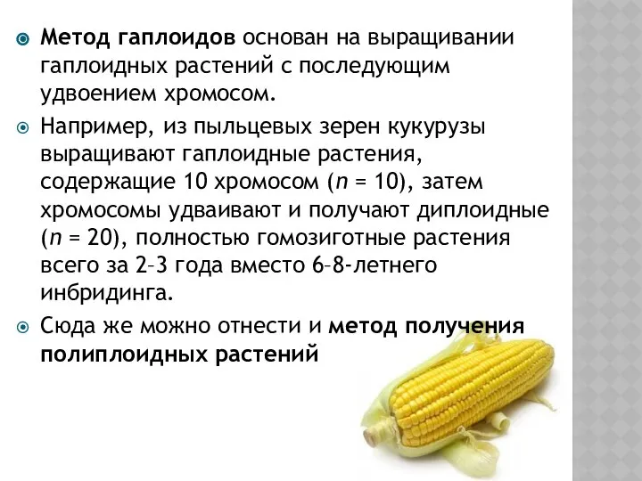 Метод гаплоидов основан на выращивании гаплоидных растений с последующим удвоением хромосом.