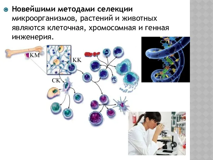 Новейшими методами селекции микроорганизмов, растений и животных являются клеточная, хромосомная и генная инженерия.