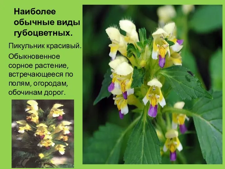 Наиболее обычные виды губоцветных. Пикульник красивый. Обыкновенное сорное растение, встречающееся по полям, огородам, обочинам дорог.