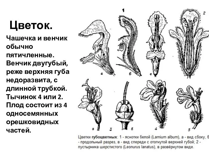 Цветок. Чашечка и венчик обычно пятичленные. Венчик двугубый, реже верхняя губа